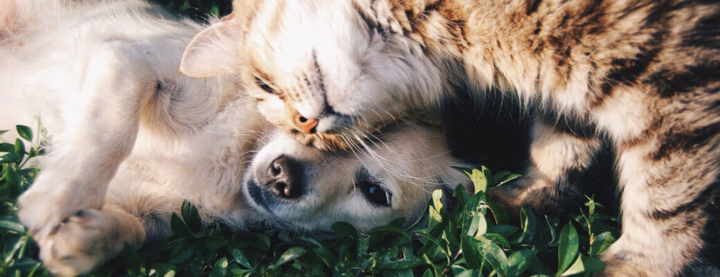 Cat and dog snuggling with each other