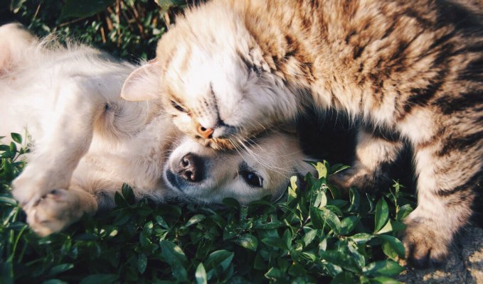 Cat and dog snuggling with each other